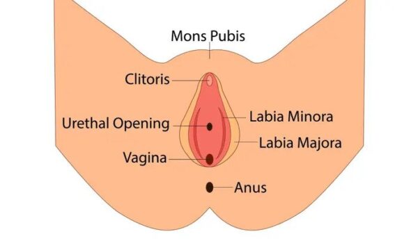 vagina diagram (how-many-holes-does-a-women-have)